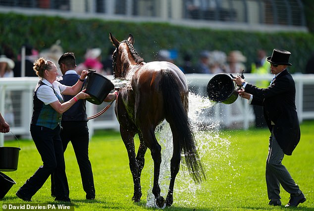 Caspi Star is cooled down after the Ribblesdale Stakes on day three of Royal Ascot