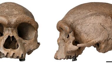 Scientists SOLVE the mystery of the 'Dragon Man': Ancient skull is first ever found from lost group of ancient humans that lived 217,000 years ago