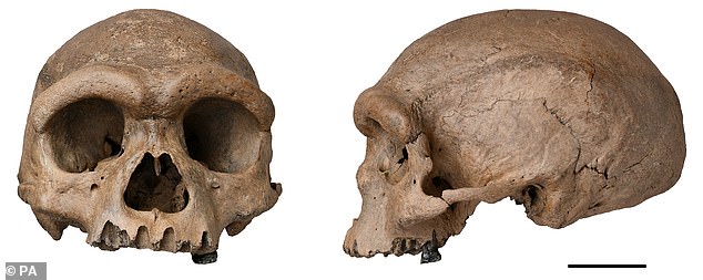 Scientists SOLVE the mystery of the 'Dragon Man': Ancient skull is first ever found from lost group of ancient humans that lived 217,000 years ago