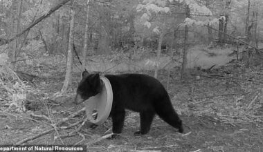 The suffering black bear kept evading scientists until a resident spotted it on a trail camera and reported it to DNR