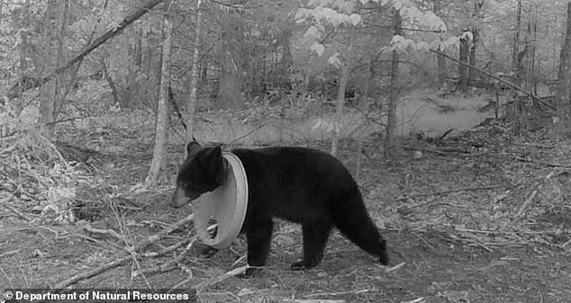 The suffering black bear kept evading scientists until a resident spotted it on a trail camera and reported it to DNR