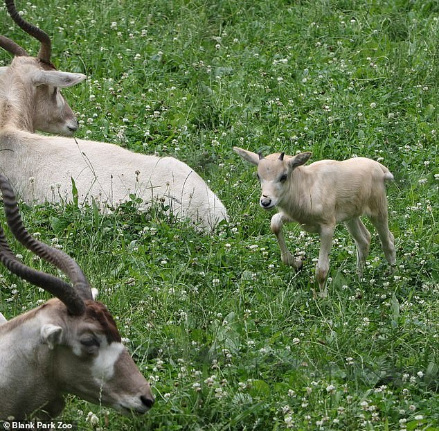 He is the second Addax calf born at Blank Park Zoo as his older sister Bonnie was born in 2023
