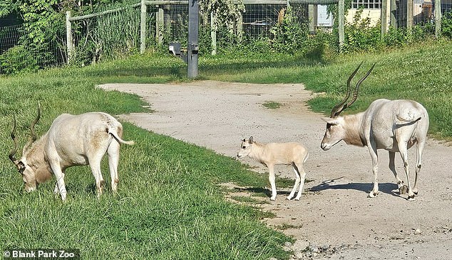 Henri was born to his parents, Adeline and Po, who were both relocated to the zoo from the Association of Zoos and Aquariums Addax Species Survival Plan for a breeding recommendation