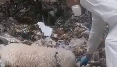 A newborn baby has been found decapitated and dismembered in a rubbish bin in Spain - as police launch an urgent appeal to find the mother. Pictured: Investigators searching in the rubbish