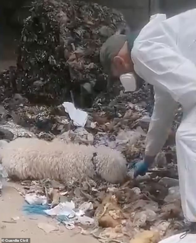 A newborn baby has been found decapitated and dismembered in a rubbish bin in Spain - as police launch an urgent appeal to find the mother. Pictured: Investigators searching in the rubbish