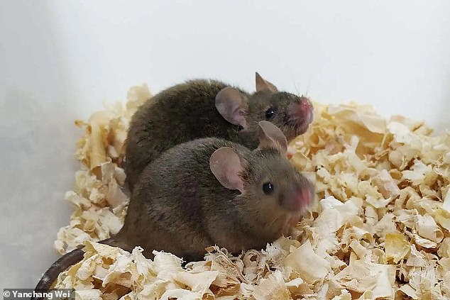 These adult male mice, which each have the genetic material of their two fathers, have gone on to have offspring of their own