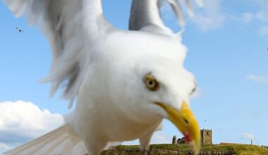 Seagulls are a familiar menace to those in Scotland's coastal communities
