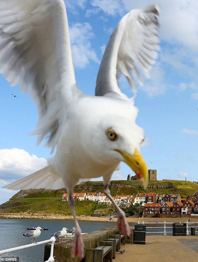 Seagulls are a familiar menace to those in Scotland's coastal communities