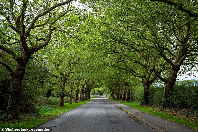 Some locals opposed the felling of the Sycamore trees, citing concerns for wildlife including Magpies (stock image)