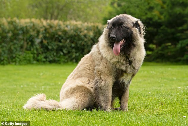 The third most expensive breed is the Estrela mountain dog, costing £14,778