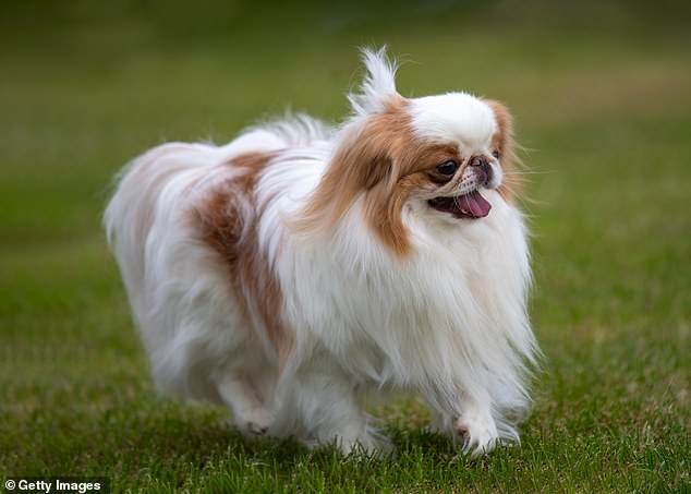 Smaller breeds such as the Japanese Chin, costing only £5,348, were much cheaper due to the smaller amounts of food needed