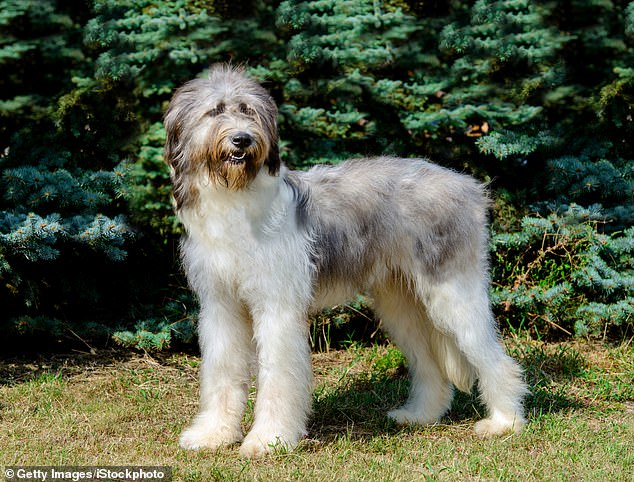The most expensive dog breed in the UK is the Romanian Mioritic shepherd, which costs £16,250 over its lifetime