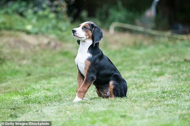 The Hamiltonstovare is the second most expensive breed, costing £14,951