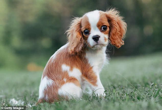 The UK's cheapest dog breed is the English toy spaniel, which costs just £5,348 over its 11-year life span