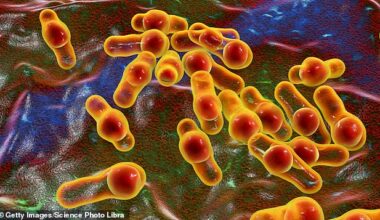 People can catch hepatitis A through close physical contact with someone who has it, including through oral or anal sex (spore-forming bacteria is pictured)