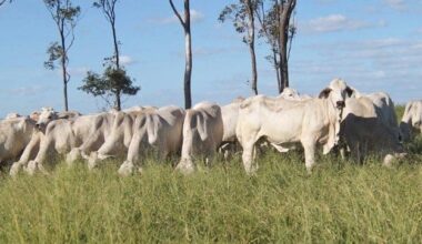 Weekly genetics review: Lifting heifer productivity – lessons from GirlPower