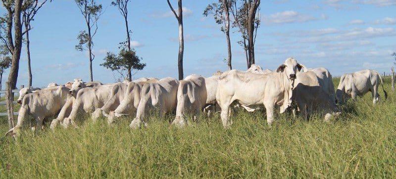 Weekly genetics review: Lifting heifer productivity – lessons from GirlPower