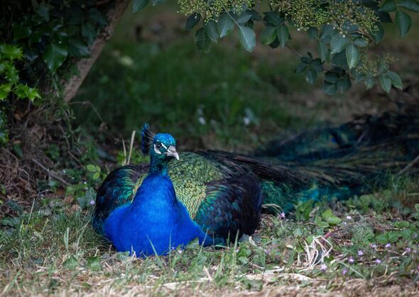 A peacock sitting in the shade under a tree