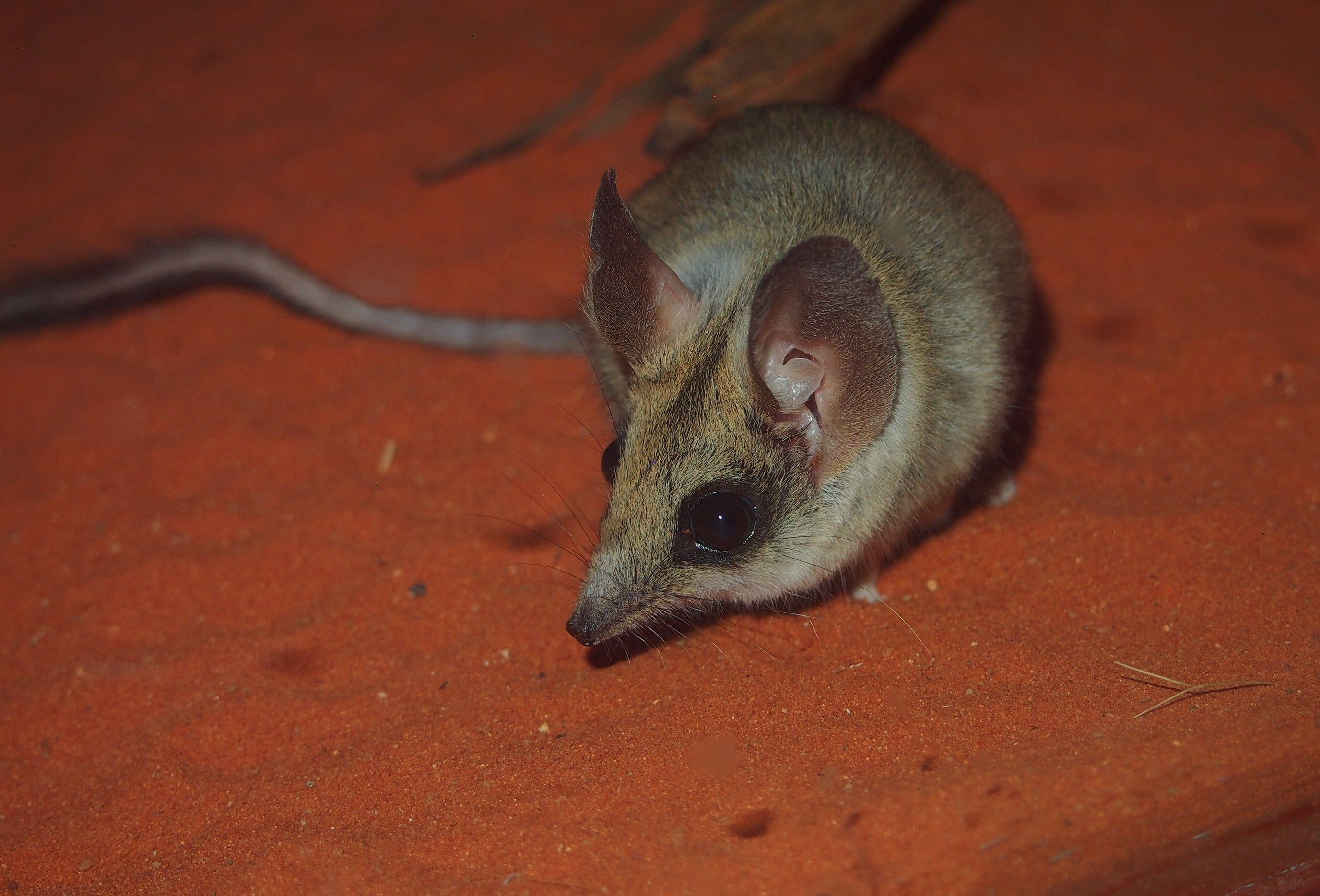 All three species of kultarr are hard to find