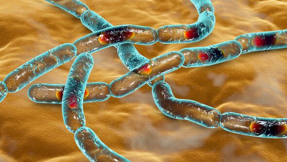 Anthrax bacteria, computer illustration