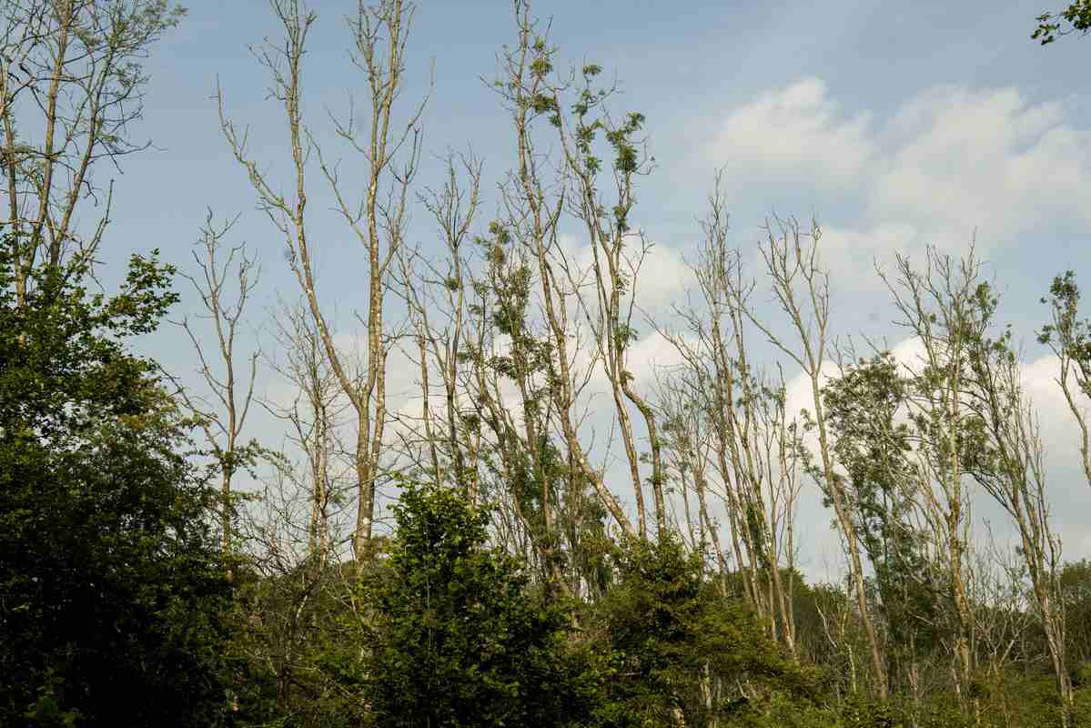 Ash Trees in Britain Are Evolving a Resistance to Fungal Disease That was Devastating Woodlands