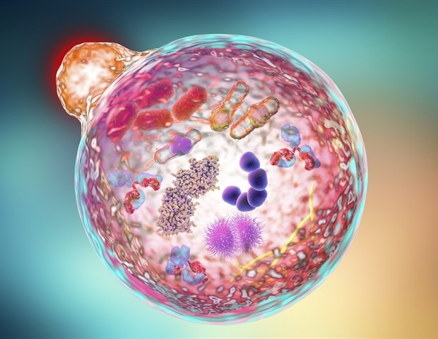 Autophagy boosts precision in gene editing