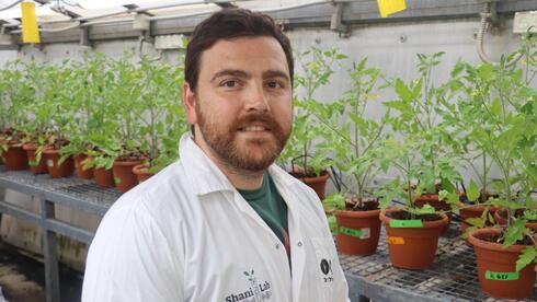 New Israeli method could make tomatoes tastier, stronger