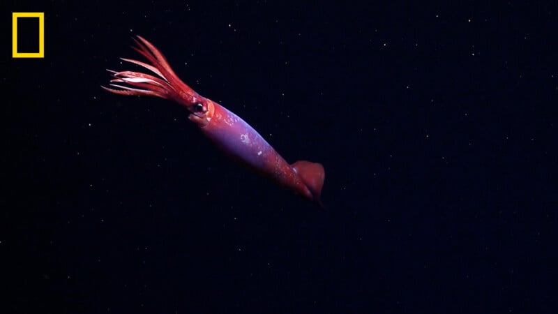A red squid swims in dark ocean water, surrounded by tiny, scattered white particles. The National Geographic yellow rectangle logo appears in the top left corner.