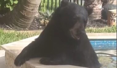 Watch: Bear trapped using doughnuts after a soak in hot tub