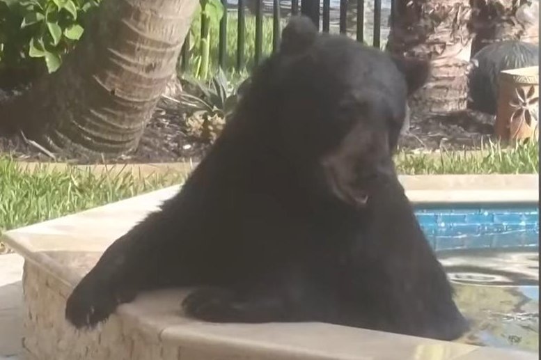 Watch: Bear trapped using doughnuts after a soak in hot tub