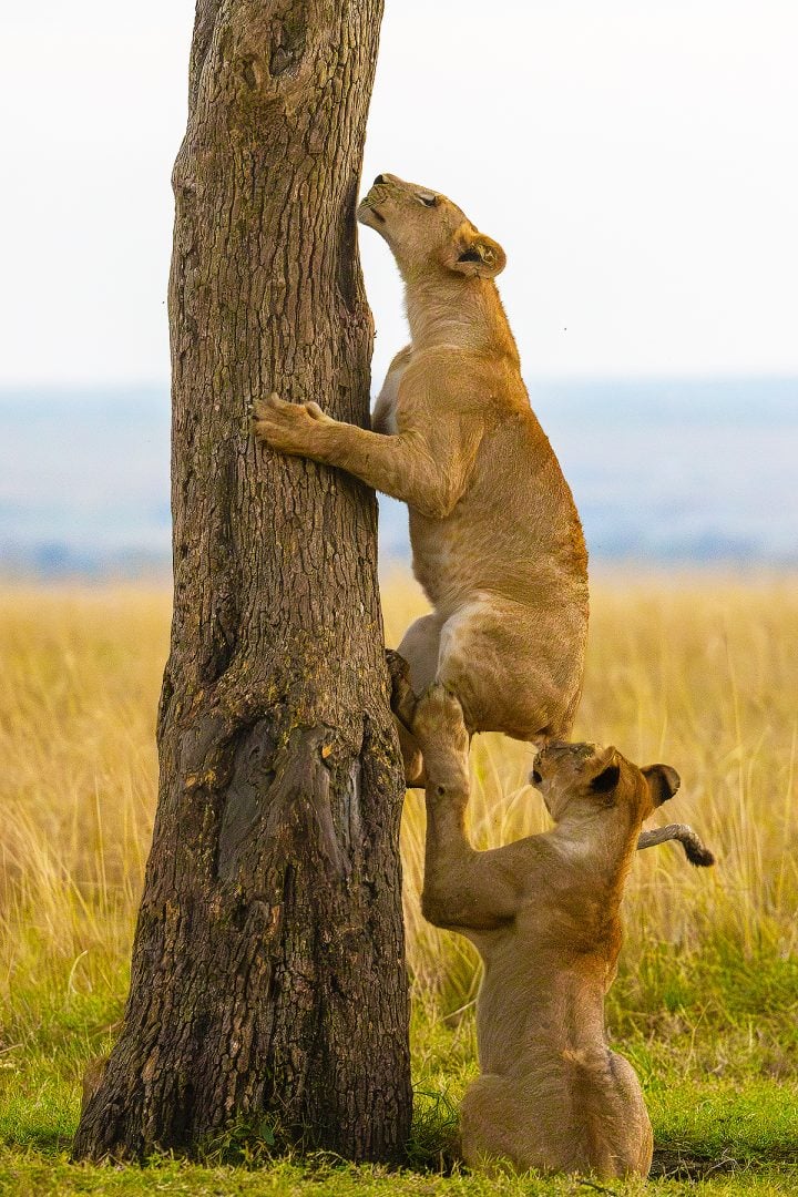 lions funny