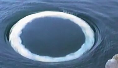 Humpback Whale Bubble Rings May Be an Attempt to Communicate With Us : ScienceAlert