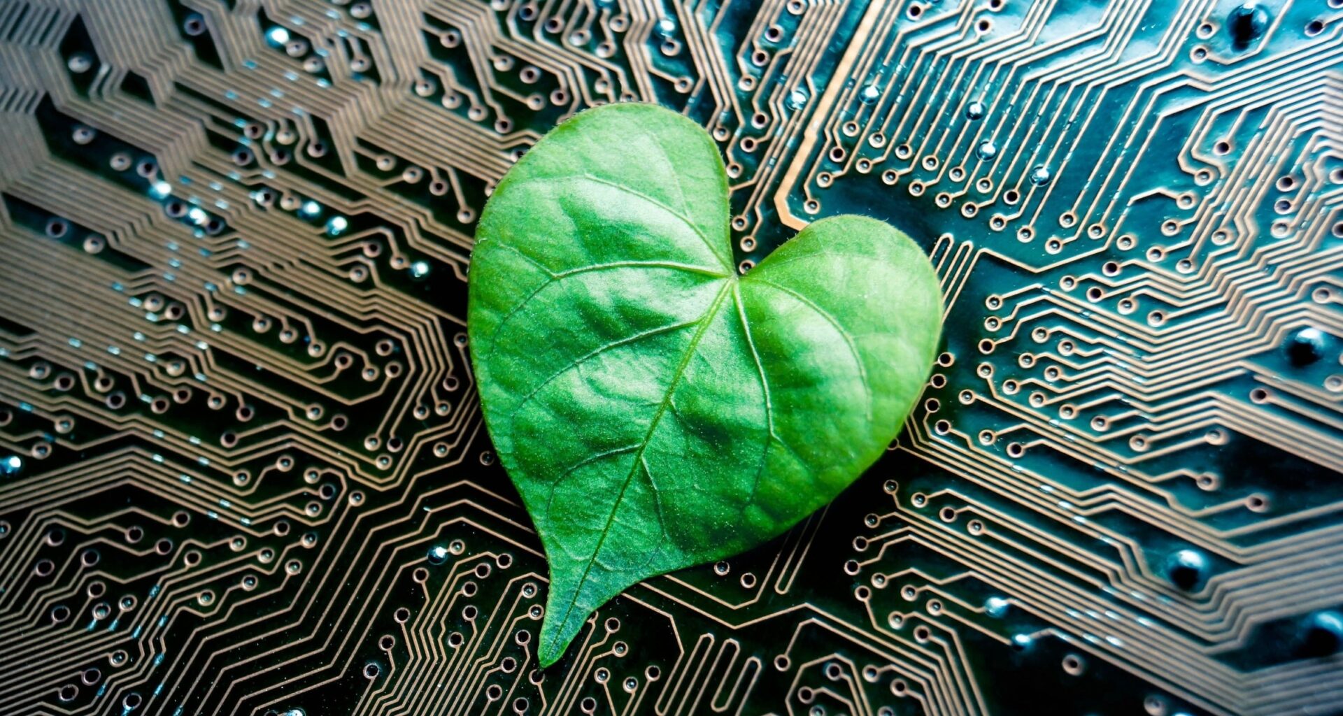 2024/09/third-state-life-death_anthrobot_xenobot_living-machine_cellular-organism_credit-Tufts-NIJT_1m.jpg