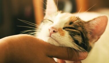 The Genetic Mystery of Why Cats Purr May Finally Be Solved : ScienceAlert