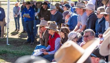 Weekly genetics review: If the 'bull to bullock ratio' is any guide, it will be a strong season ahead for spring bull sales