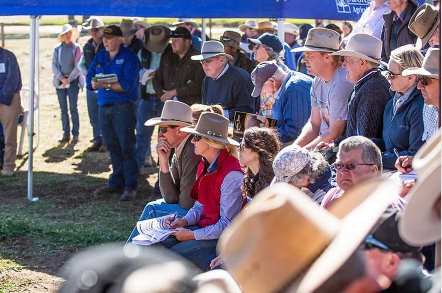 Weekly genetics review: If the 'bull to bullock ratio' is any guide, it will be a strong season ahead for spring bull sales