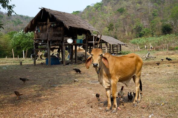 Pets and country life in Thailand.
