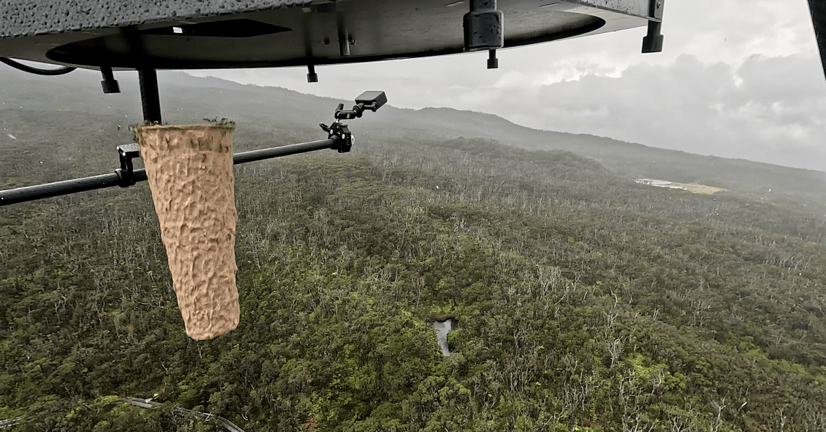 Hawaii’s birds face extinction. Could mosquitoes dropped from drones help?