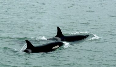 Watch: Orca sighting at Auckland’s Takapuna Beach