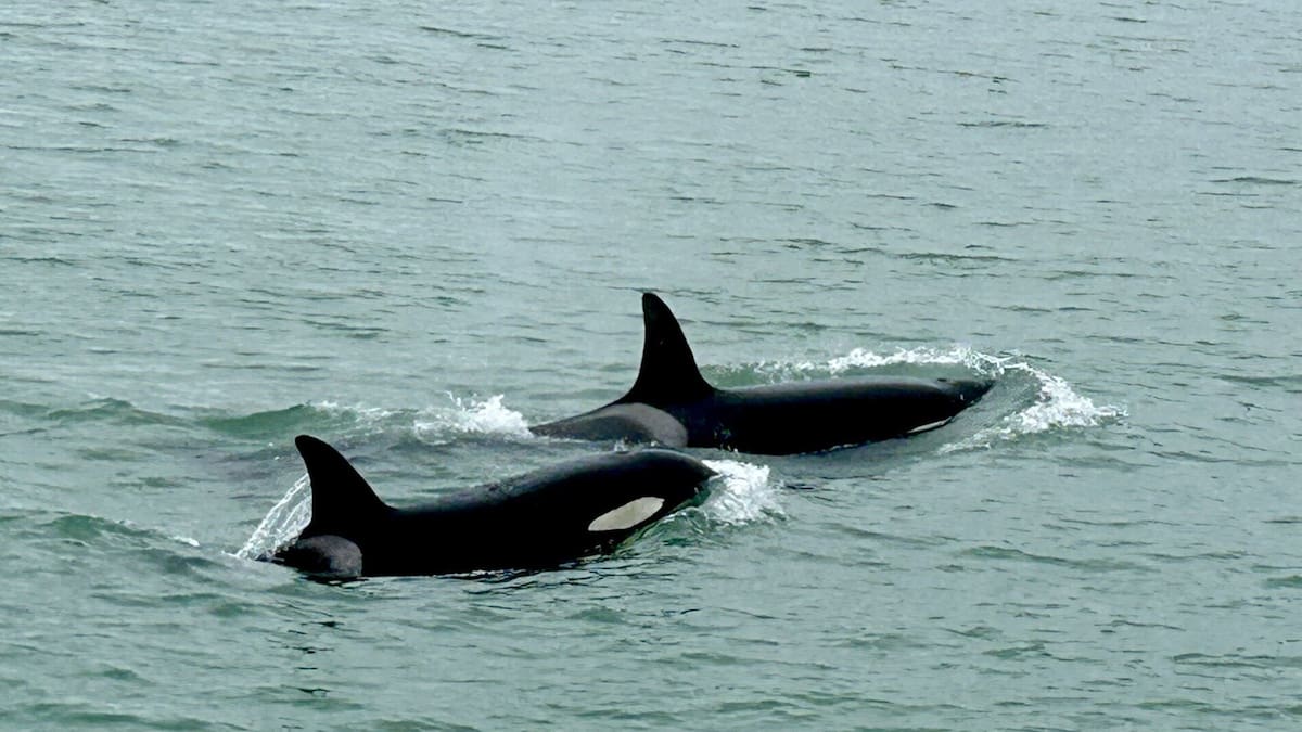 Watch: Orca sighting at Auckland’s Takapuna Beach