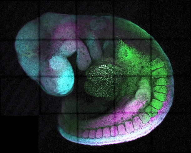 Genetic “Dimmer Switch” Offers Precise Gene Expression Control