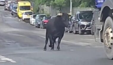 Watch: Escaped bull causes chaos on streets of Birmingham, England