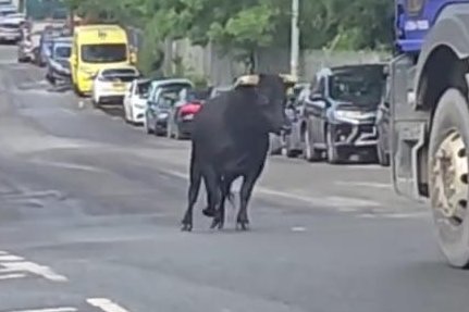 Watch: Escaped bull causes chaos on streets of Birmingham, England