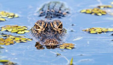 ICE ‘Joke’ to Roll Out Literal Alligators Sparks Fury