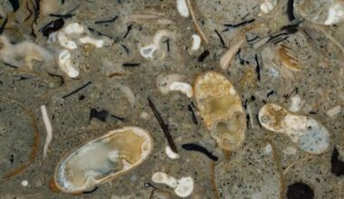 100-Million-Year-Old Rock Reveals 40 Never-Before-Seen Squid Species : ScienceAlert