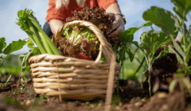 North Wales Growers Offered Chance to Contribute to School Meals