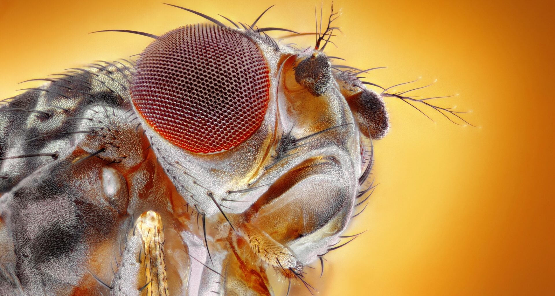 Researchers genetically altered fruit flies to crave cocaine