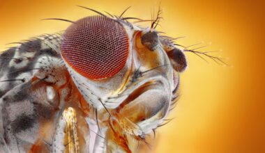 Researchers genetically altered fruit flies to crave cocaine