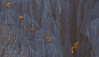 Leaping Lemur Mom Wins BigPicture's 12th Annual Nature Photography Competition