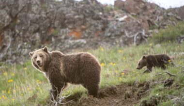 Should grizzly bears be delisted from the Endangered Species List?